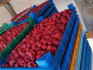 Variedad de frambuesa Heritage de gran calidad. Posible venta