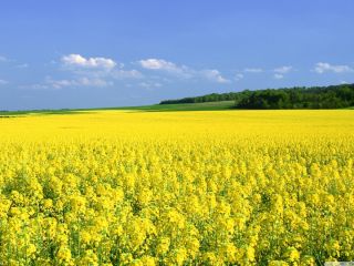 La finca se especializa en el cultivo de plantas