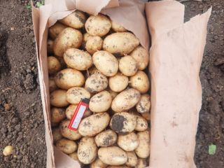 Ofrecemos patatas nuevas a un precio muy bajo. 25