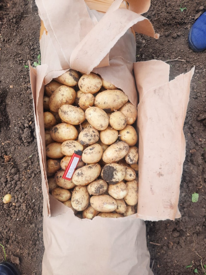 Ofrecemos patatas nuevas a un precio muy bajo