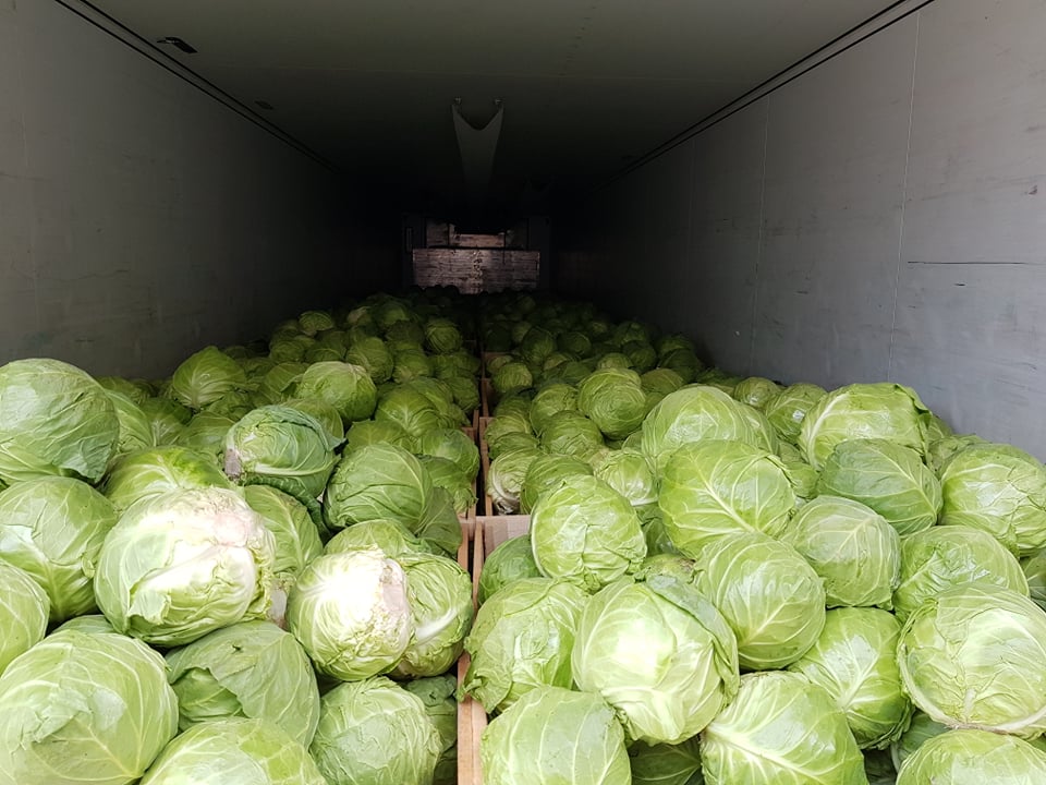 Comprar repollo Temporada 2023 Origen: Macedonia del Norte - Todos los documentos necesarios para los países de la UE Póngase en contacto con Whatapp/Viber: