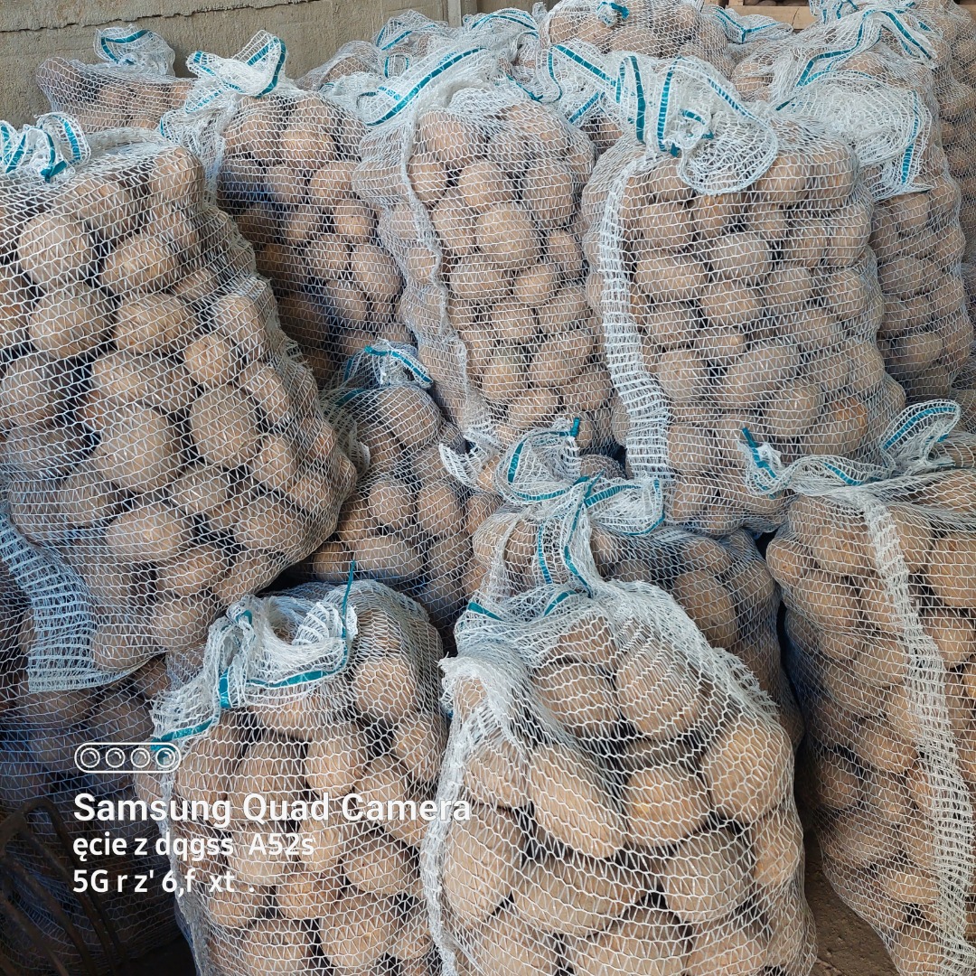 Venderé papas nuevas, Catania, variedad Vineta