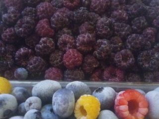 Vendo arándanos cultivados en cantidades de 100 a 600