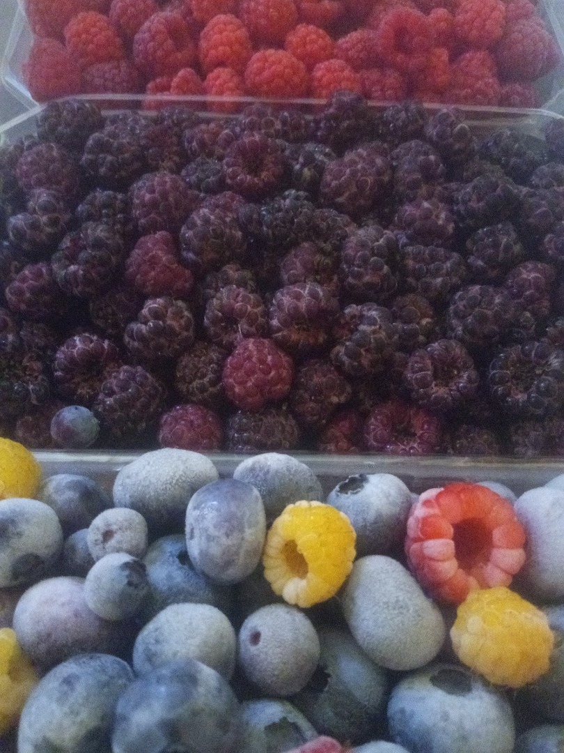 Vendo arándanos cultivados en cantidades de 100 a 600 kg por semana, más detalles por teléfono