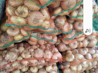 Las cebollas se clasifican en bolsas de 10 kg,