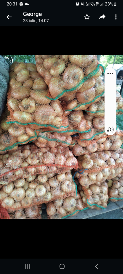 Las cebollas se clasifican en bolsas de 10 kg, calibradas, calibre +50