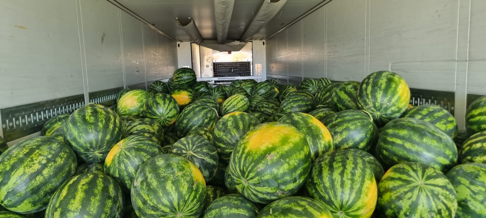 La empresa rumana BIOGLOBE STANDART ofrece sandía en cajas de 700 kg de Bulgaria, el tamaño de 5-12 kg es una gran cantidad, el precio se da de inmediato en
