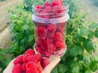 Frambuesa ecológica "Polna" La cosecha de frambuesa comienza alrededor