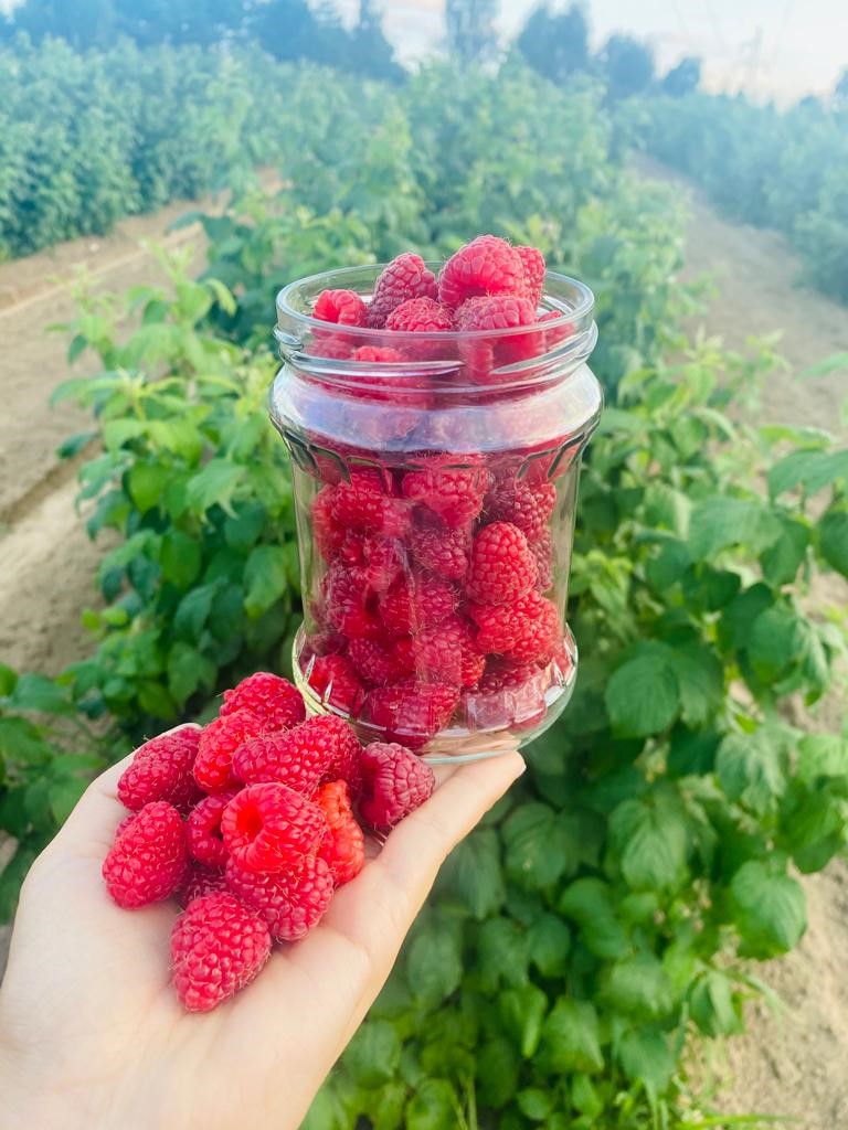 Frambuesa ecológica "Polna" La cosecha de frambuesa comienza alrededor del 15 de agosto y dura hasta mediados de octubre