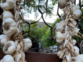 ¡Vendo ajo de otoño local "Bosut" tanto para consumo
