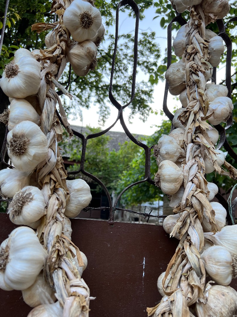 ¡Vendo ajo de otoño local "Bosut" tanto para consumo como para semillas! ¡Venta exclusivamente al por mayor! Para compradores serios, es posible llegar a un