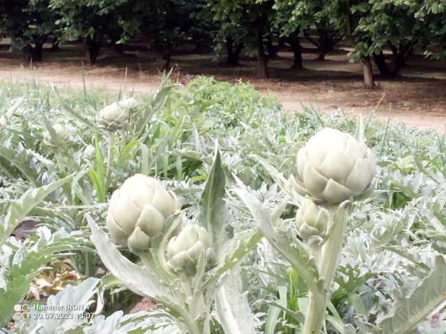 Venderé alcachofas producidas en Polonia
