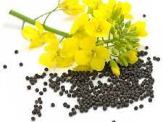 Hola, nuestra agroempresa RUSBEK AGRICO UKR vende nuestra colza