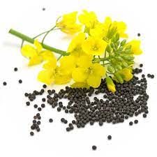 Hola, nuestra agroempresa RUSBEK AGRICO UKR vende nuestra colza de excelente calidad