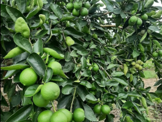 Venderé Tahiti Limes Grado 1 directamente del productor. El