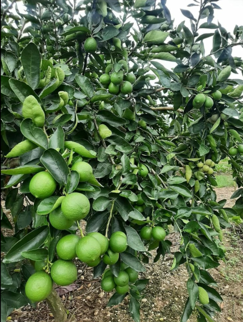 Venderé Tahiti Limes Grado 1 directamente del productor