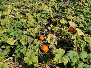 Calabazas de Halloween en venta. Disponemos de varios tamaños: