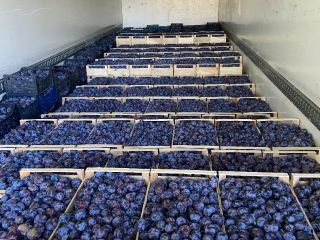 Venderé una ciruela, variedad Lipotyk. 60 toneladas están disponibles.