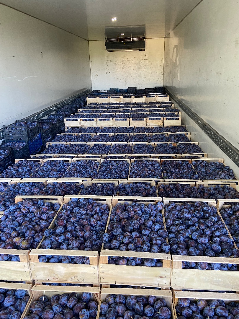 Venderé una ciruela, variedad Lipotyk