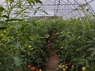 Venta de tomates frambuesa Precio negociable Rwane por encargo