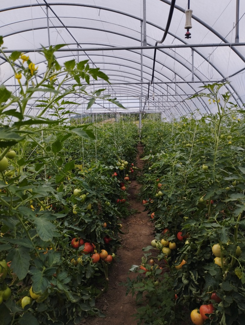 Venta de tomates frambuesa Precio negociable Rwane por encargo
