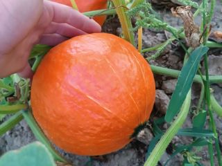 Hola, venderé calabaza hokkaido fresca, madura y de bonitos