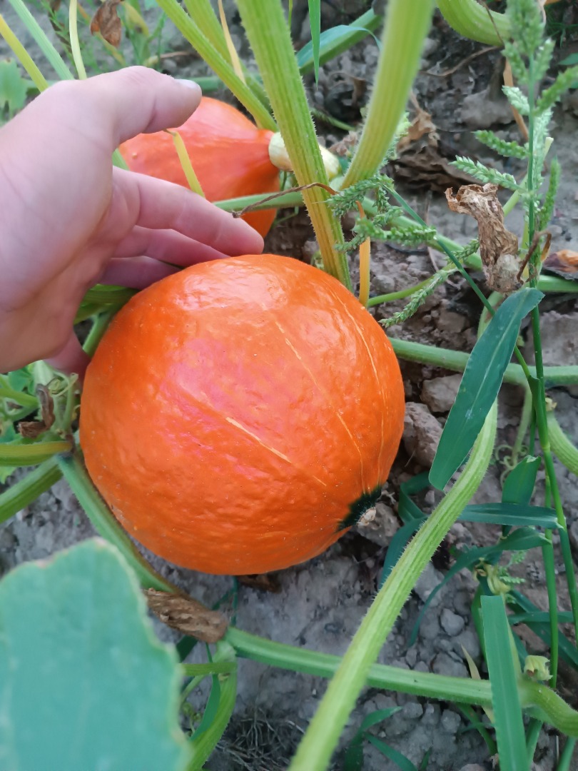 Hola, venderé calabaza hokkaido fresca, madura y de bonitos colores