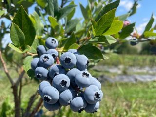 ✨¡Vendemos arándanos frescos de cultivo recolectados diariamente! ✨ Para
