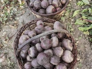 Venderé remolacha roja aproximadamente 100t. Remolacha redonda jugosa y