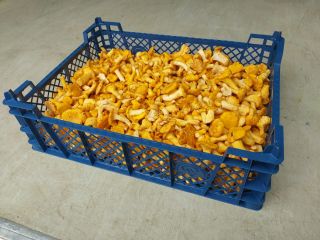 Ofrecemos rebozuelos frescos de Estonia. Embalaje en caja de