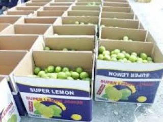 Venderé Tahiti Limes Grado 1 directamente del productor. El