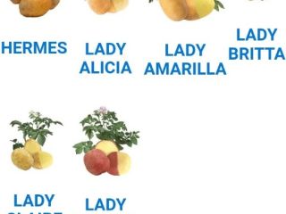 Hola, busco distintos tipos de papas: Lady Rossete, Agria,