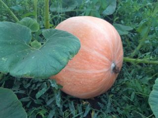 Vendo calabaza gigante, sin abonos, ecológica, de bonitos colores.