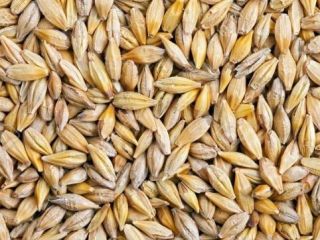 Se vende grano de buena calidad humedad 14%