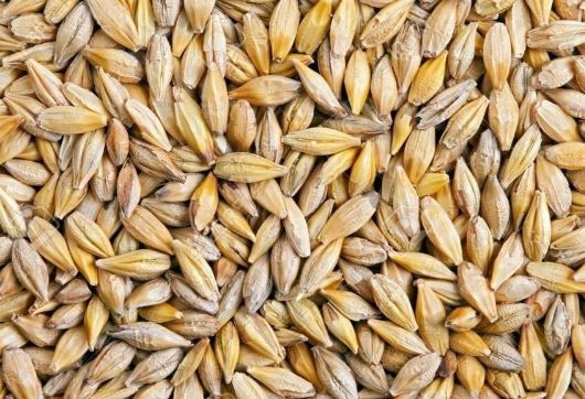 Se vende grano de buena calidad humedad 14%
