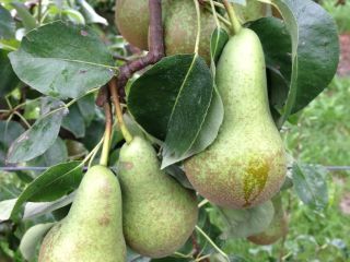 Un fruticultor belga venderá peras en una conferencia. Cualquier