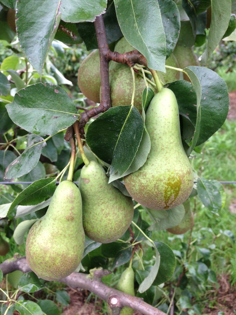 Un fruticultor belga venderá peras en una conferencia