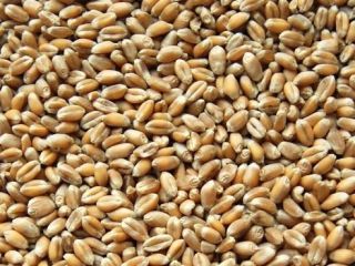 Se vende grano de buena calidad
