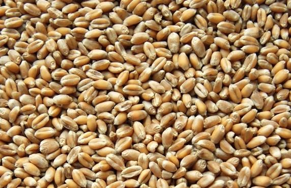 Se vende grano de buena calidad