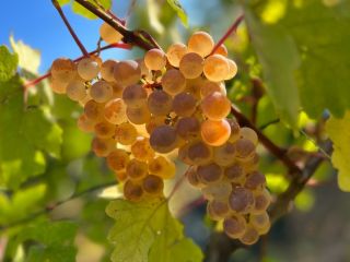 Uvas de primera calidad - Zona Panciu Variedades disponibles: