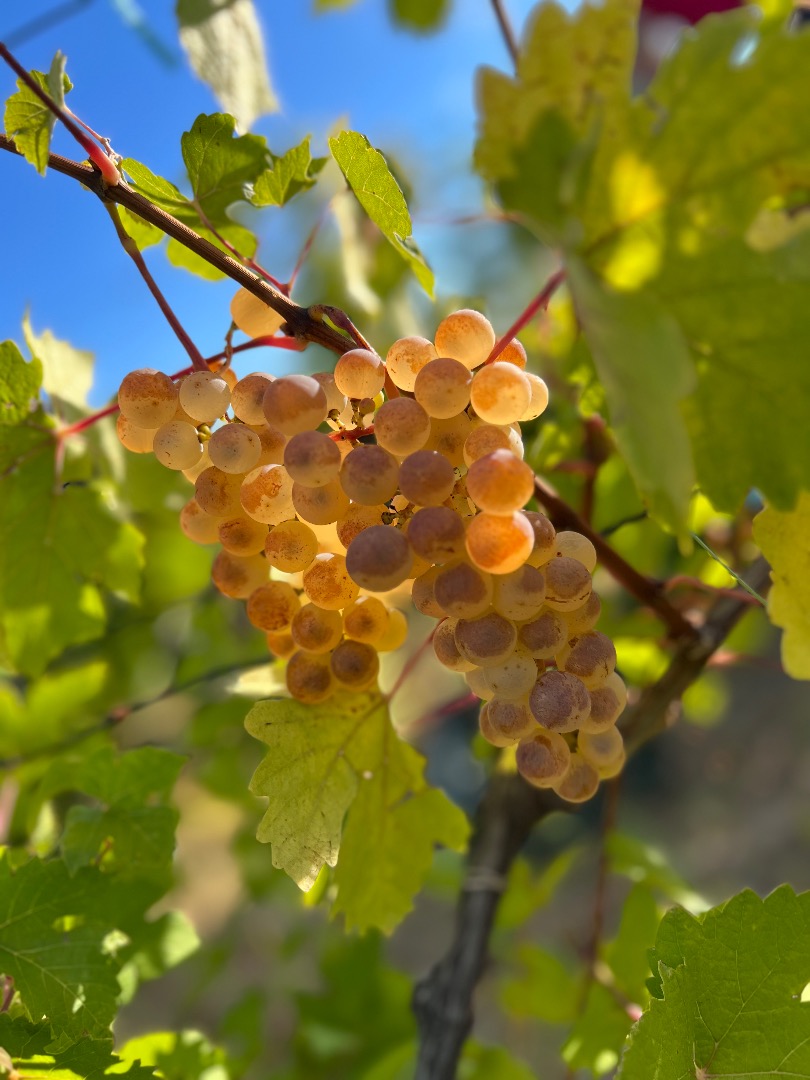 Uvas de primera calidad - Zona Panciu Variedades disponibles: Fetească Albă Fetească Regală Muscat Ottonel Cabernet Sauvignon Sauvignon Blanc Chardonnay Merlot