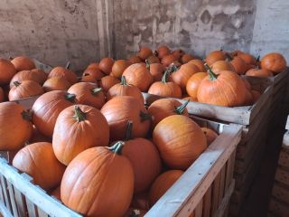 Hola. Venderé variedades de calabaza: Gladiator, Bellatrix, calibre 3-8kg,