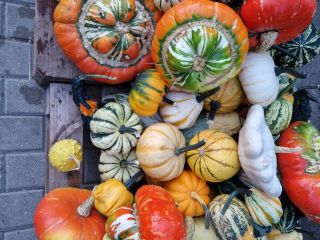 Hola, vendo calabazas decorativas de varios colores y formas,