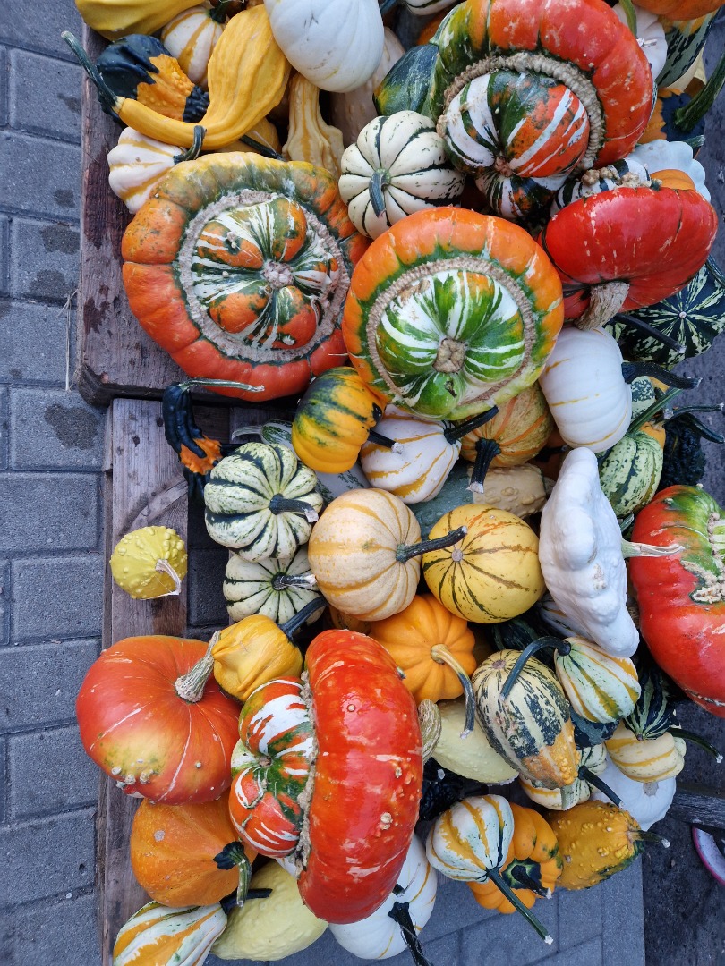 Hola, vendo calabazas decorativas de varios colores y formas, incluyendo una mezcla de colores
