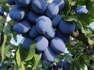 Vendemos ciruelas secas y frescas, ecológicas 100% bio humedad
