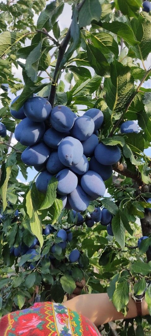 Vendemos ciruelas secas y frescas, ecológicas 100% bio humedad 18/20% calibre 45