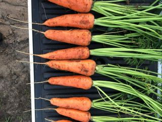 Nuestras variedades de zanahorias son resistentes a enfermedades, tienen