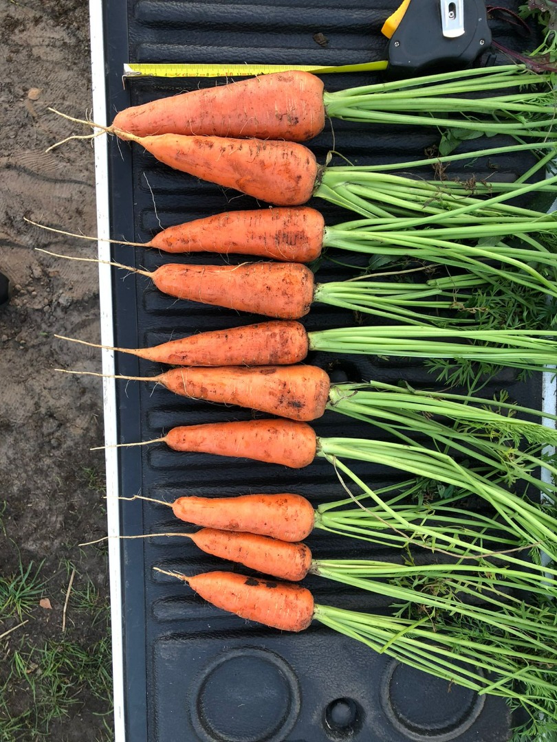 Nuestras variedades de zanahorias son resistentes a enfermedades, tienen una apariencia y sabor excelentes, son aptas para pulir y lavar y tienen una larga