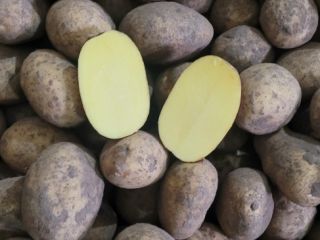 Venta de patatas en sacos grandes, sacos pequeños (20-30kg)