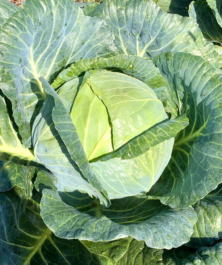 ¡COOPERACIÓN! ¡100 toneladas! Establecerá una cooperación con un destinatario de coles de otoño